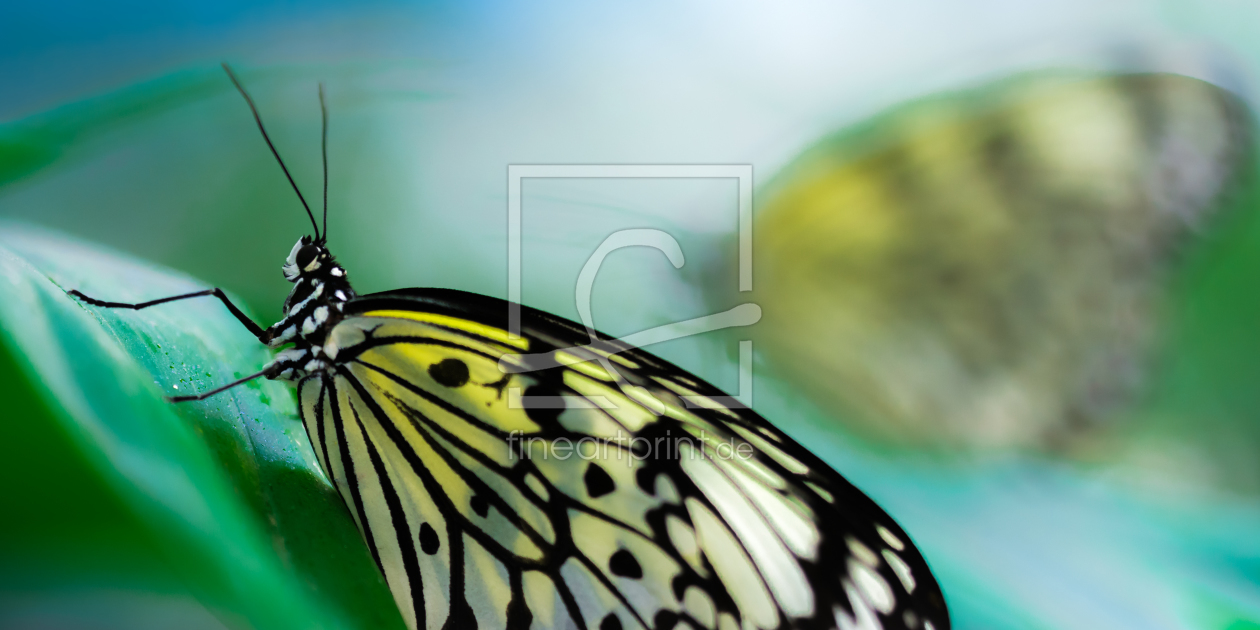 Bild-Nr.: 11496478 ghost & butterfly erstellt von Richard-Young