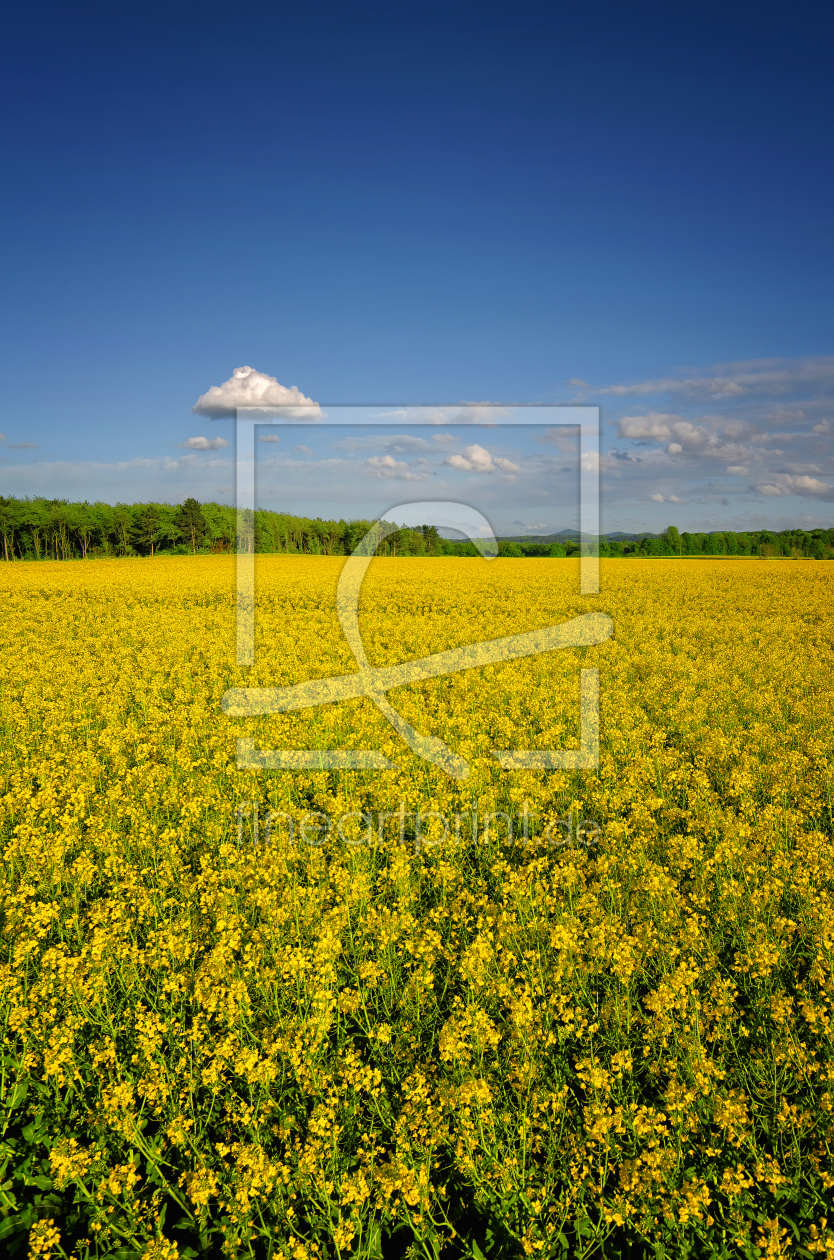 Bild-Nr.: 11496479 Rapsfeld und Wölkchen erstellt von Rolf Eschbach