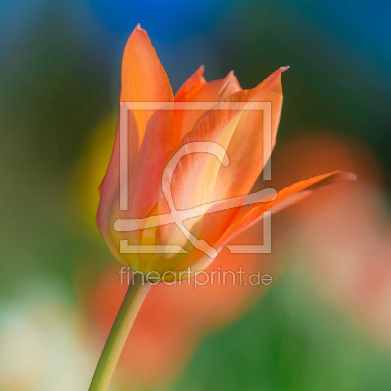 Bild-Nr.: 11496577 Frühling Bild-Nr.: 11496577 Frühling erstellt von Richard-Young