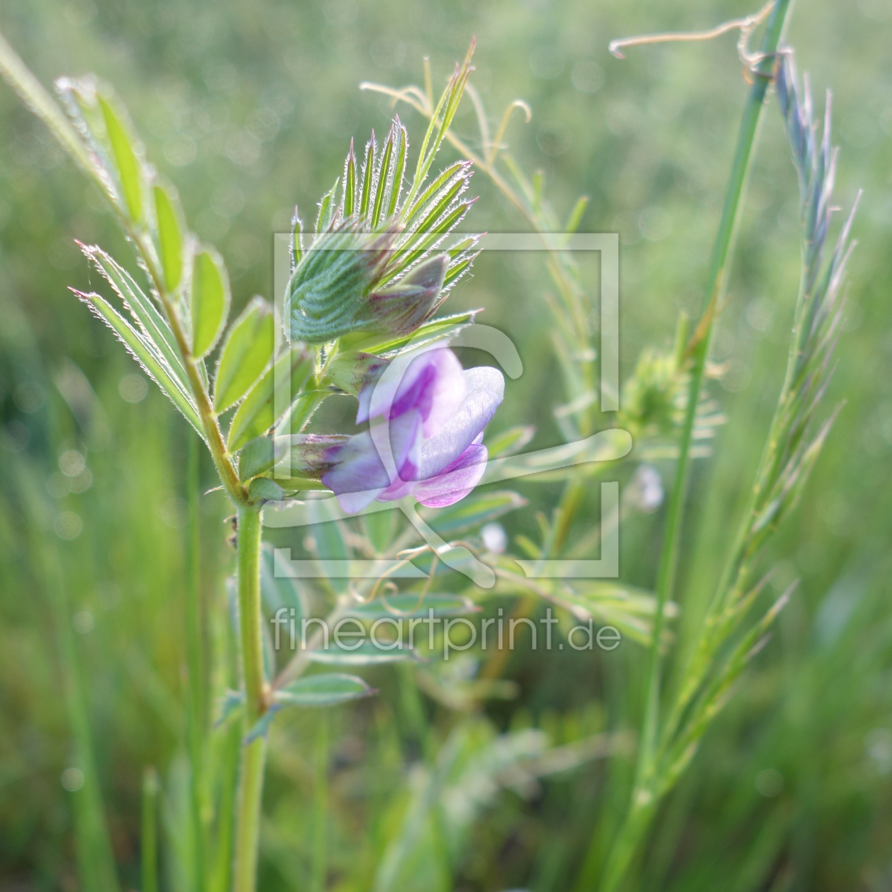 Bild-Nr.: 11496667 Vicia sepium Pastell erstellt von LiaF