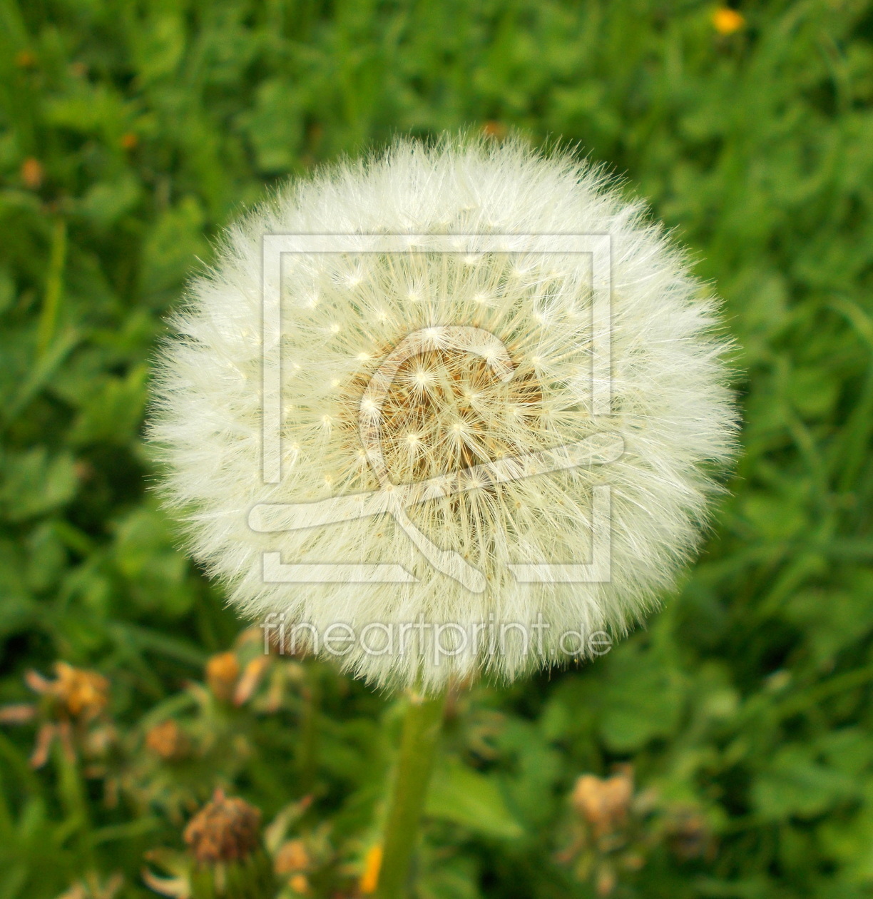 Bild-Nr.: 11496804 Pusteblume erstellt von dusia1947