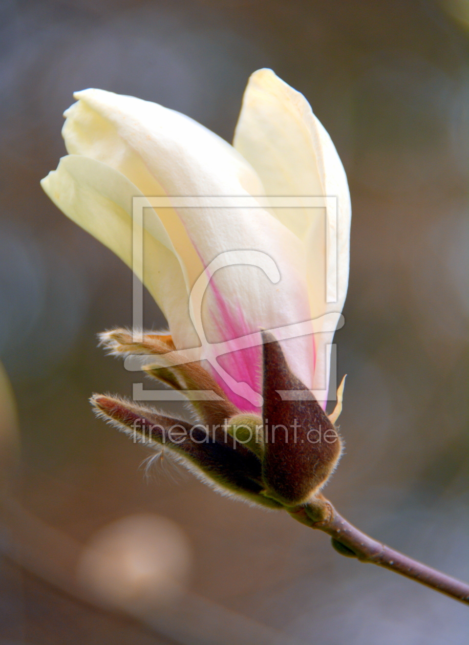 Bild-Nr.: 11496864 magnolia erstellt von GUGIGEI