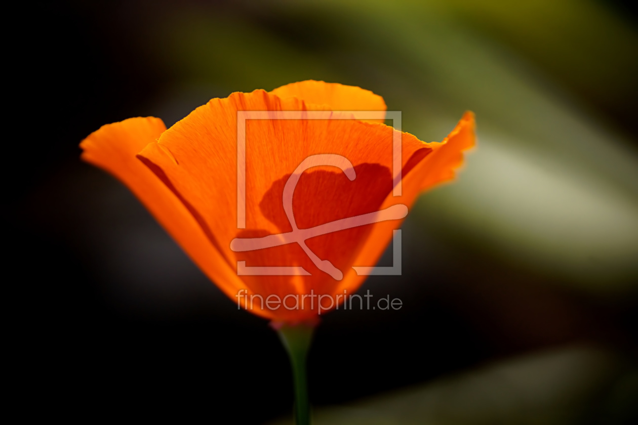 Bild-Nr.: 11496881 Poppy orange erstellt von youhaveadream