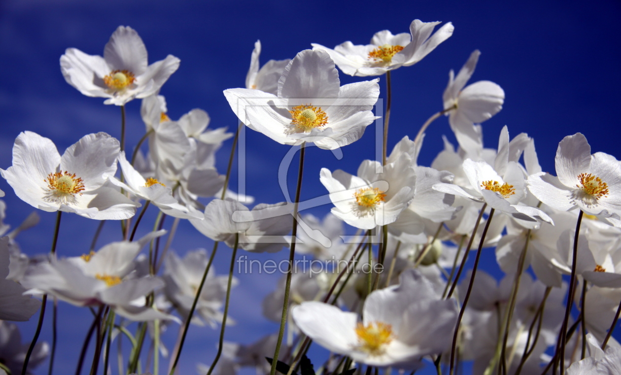 Bild-Nr.: 11497224 Kanada-Buschwindröschen Anemone canadensis erstellt von Renate Knapp