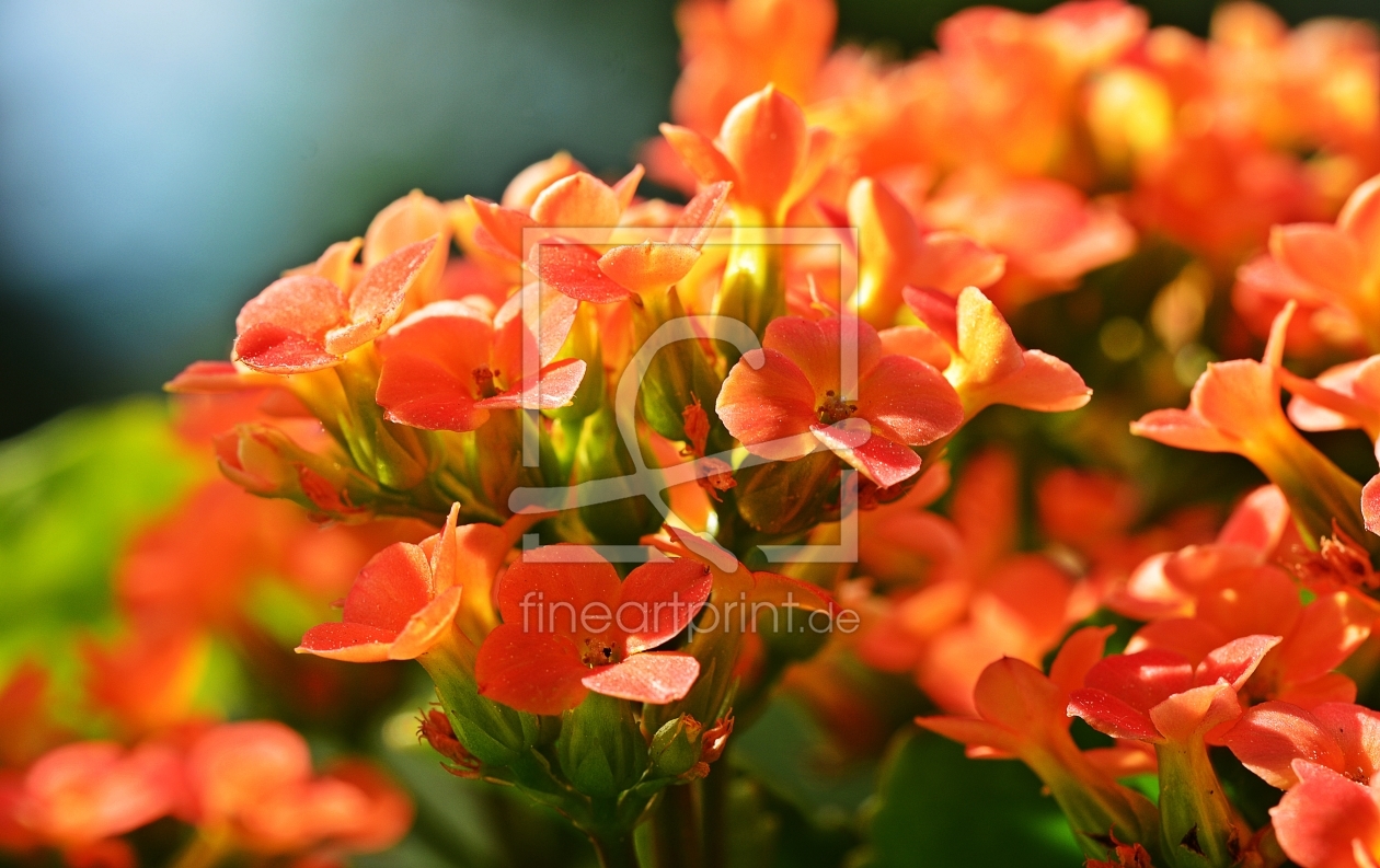 Bild-Nr.: 11497422 Leuchtend Orange Blümchen erstellt von MarMIa