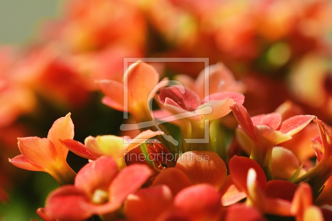 Bild-Nr.: 11497424 Oranges Blumenmakro erstellt von MarMIa