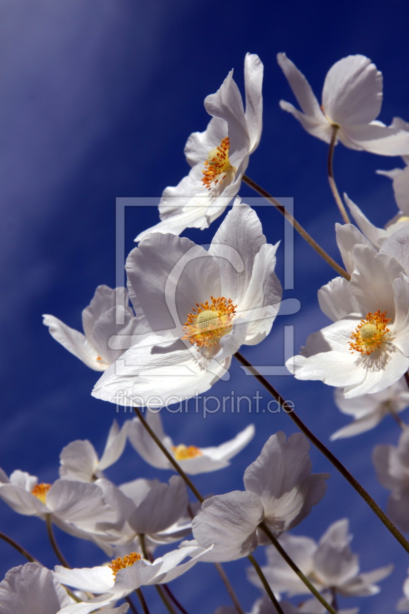 Bild-Nr.: 11497518 Kanada-Buschwindröschen Anemone canadensis erstellt von Renate Knapp