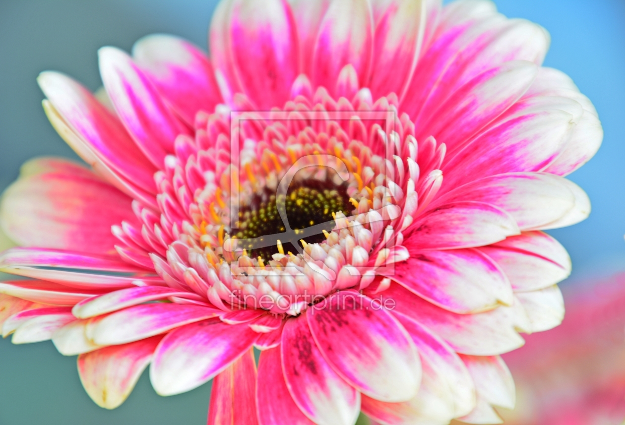 Bild-Nr.: 11497718 Soft Gerbera erstellt von MarMIa