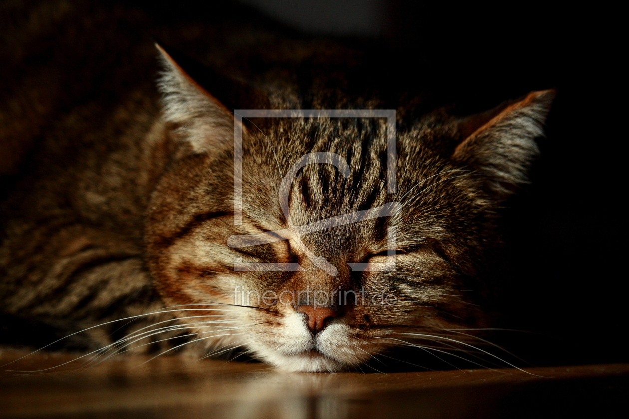 Bild-Nr.: 11497837 Stubentiger erstellt von HH-Portrait