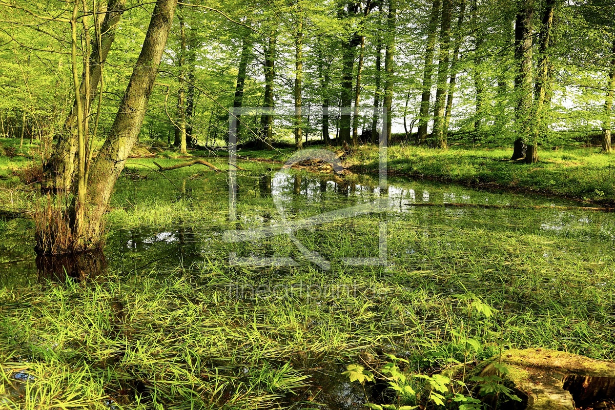 Bild-Nr.: 11498018 Waldbiotop erstellt von Ursula Reins