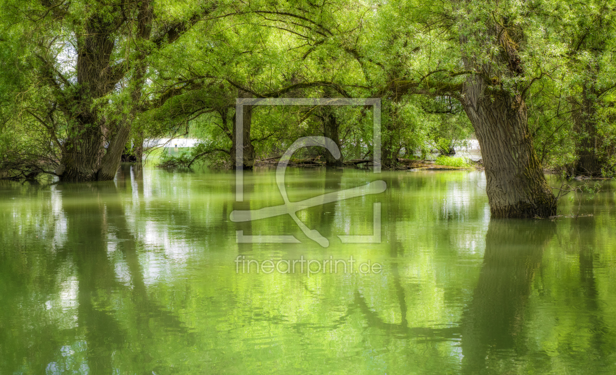 Bild-Nr.: 11498251 Hochwasser im Wald 01 erstellt von Axel Luther