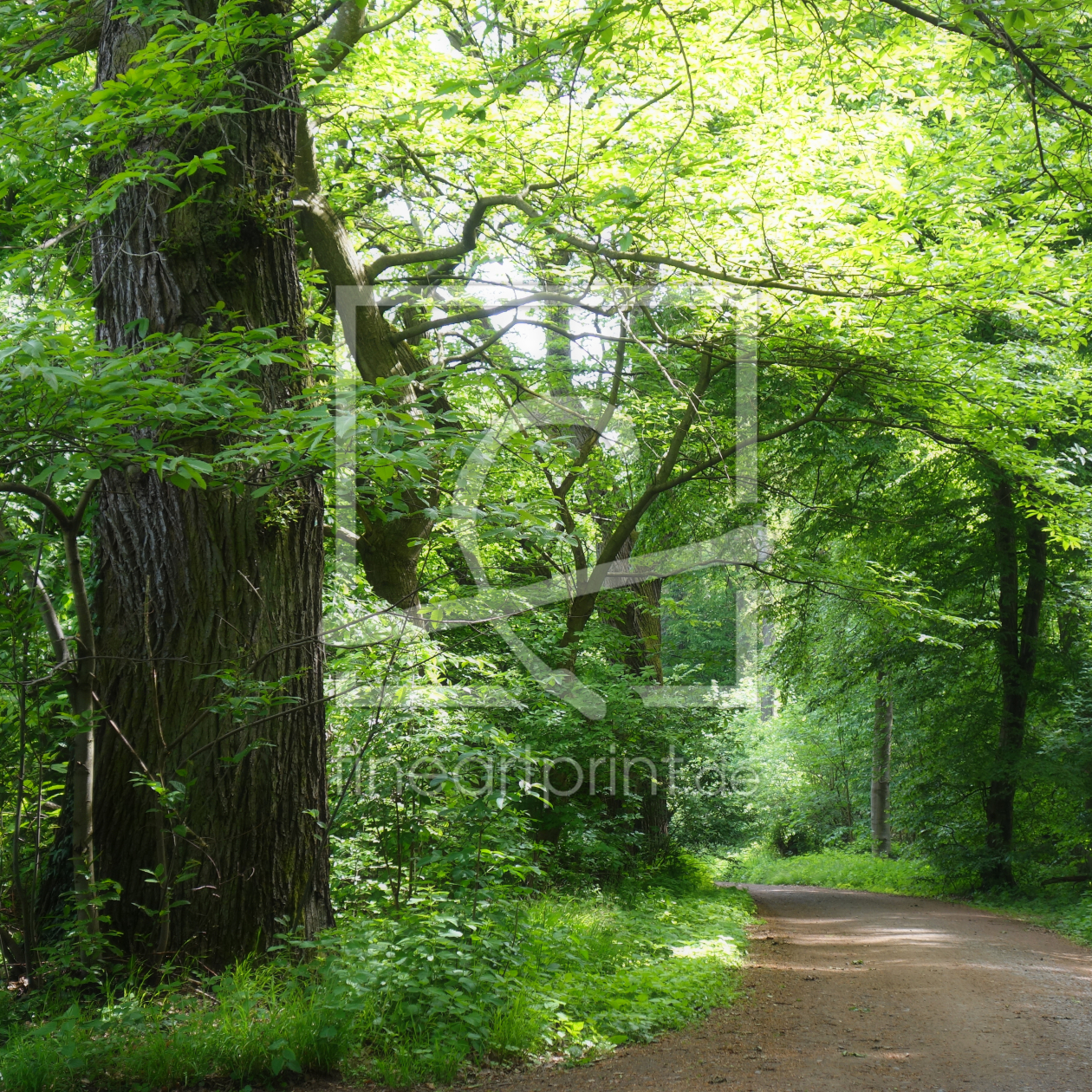 Bild-Nr.: 11498271 Waldweg im Frühling erstellt von LiaF