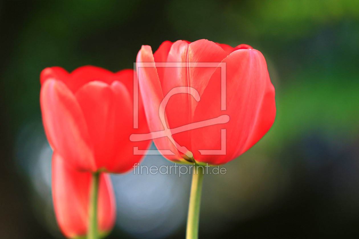 Bild-Nr.: 11498395 Rote Tulpen 3 erstellt von falconer59