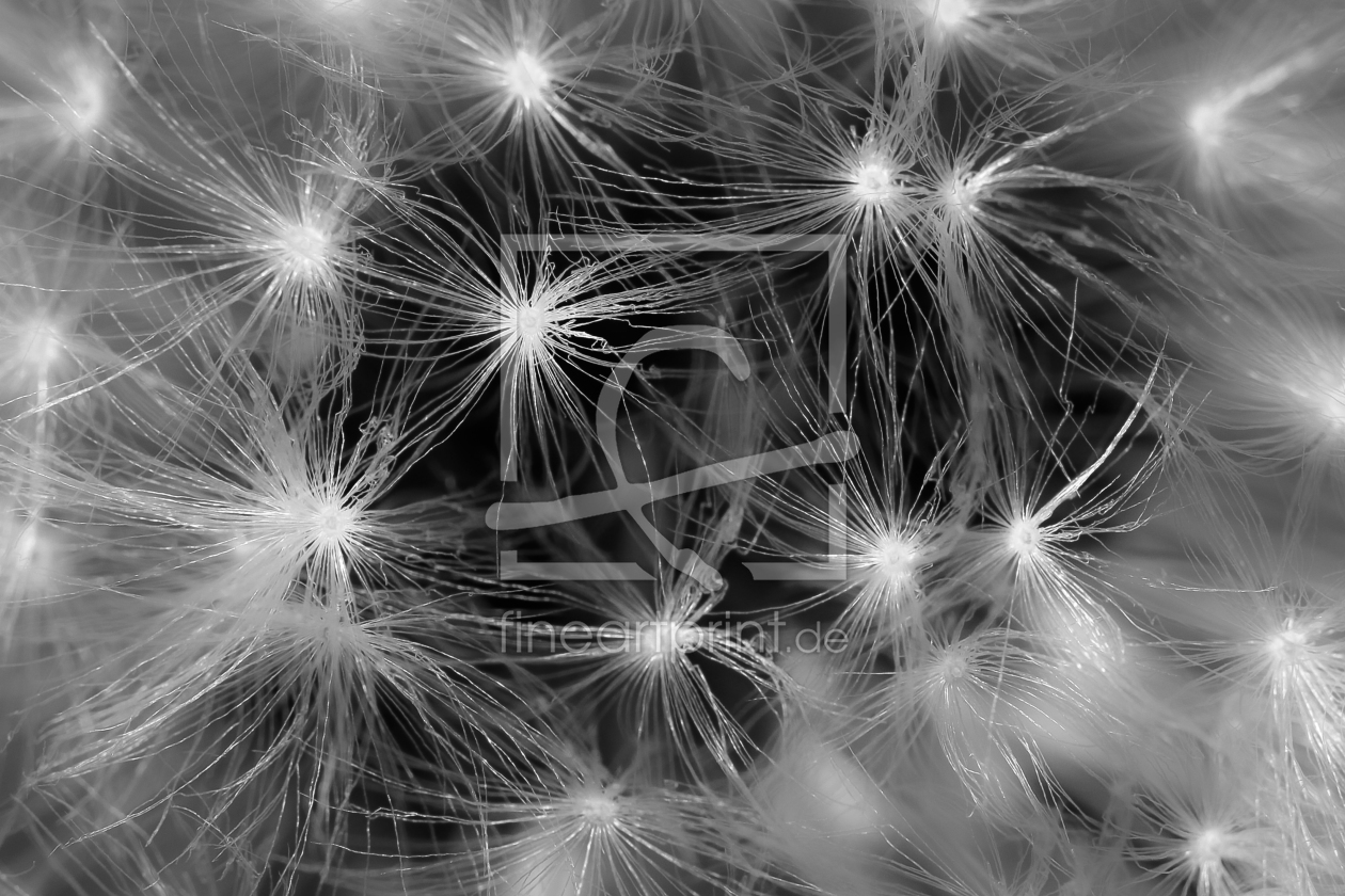 Bild-Nr.: 11498450 Pusteblume B erstellt von Tex