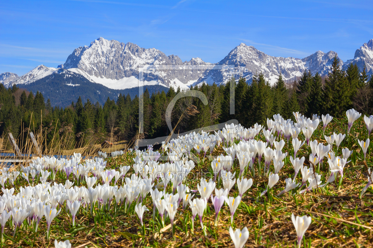 Bild-Nr.: 11498646 Krokuswiese am Geroldsee erstellt von SusaZoom