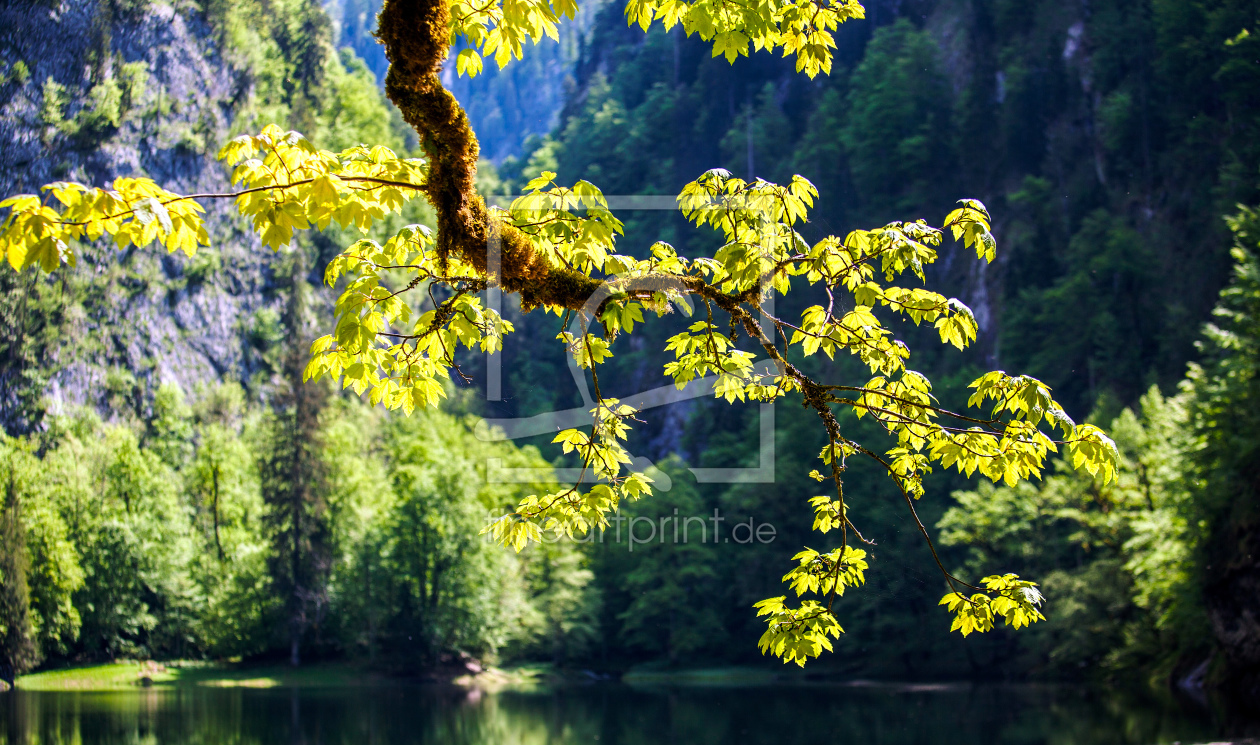 Bild-Nr.: 11498949 Sonnenstrahlen Sonne Licht Wald Bäume Sonnenlicht Waldboden Moos erstellt von wompus