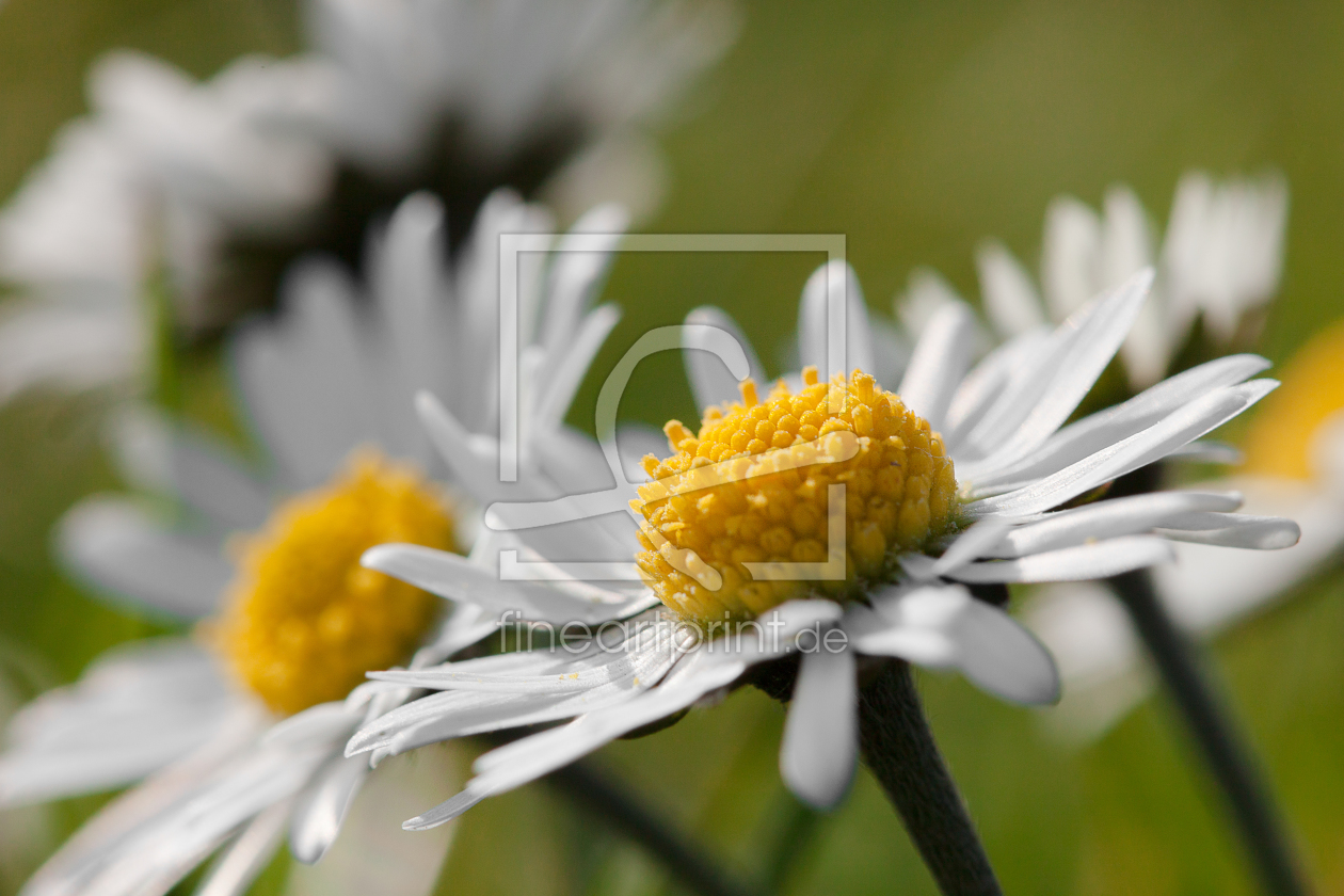 Bild-Nr.: 11500233 Daisy erstellt von LiliumPictures