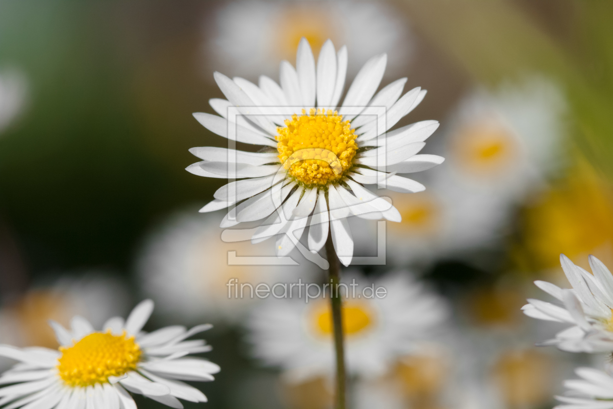 Bild-Nr.: 11500251 Daisy erstellt von LiliumPictures