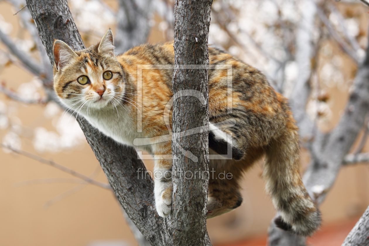 Bild-Nr.: 11500333 Katze auf einem Baum erstellt von Metalmaus