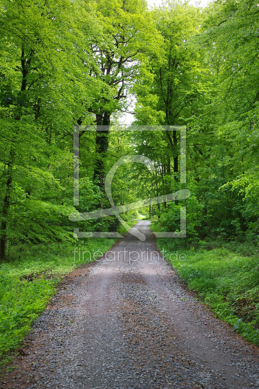 Bild-Nr.: 11500599 Waldweg erstellt von gabii40