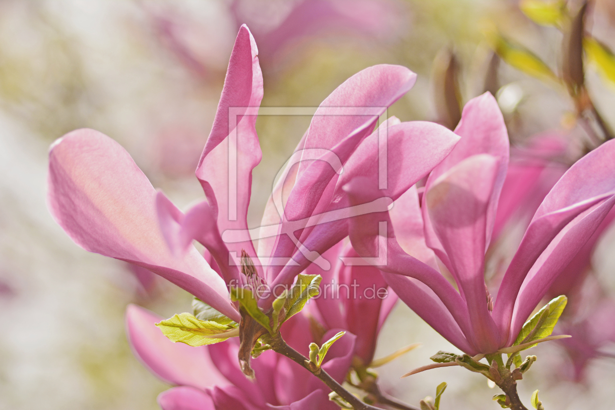 Bild-Nr.: 11501094 Duftende Magnolia erstellt von Ostfriese