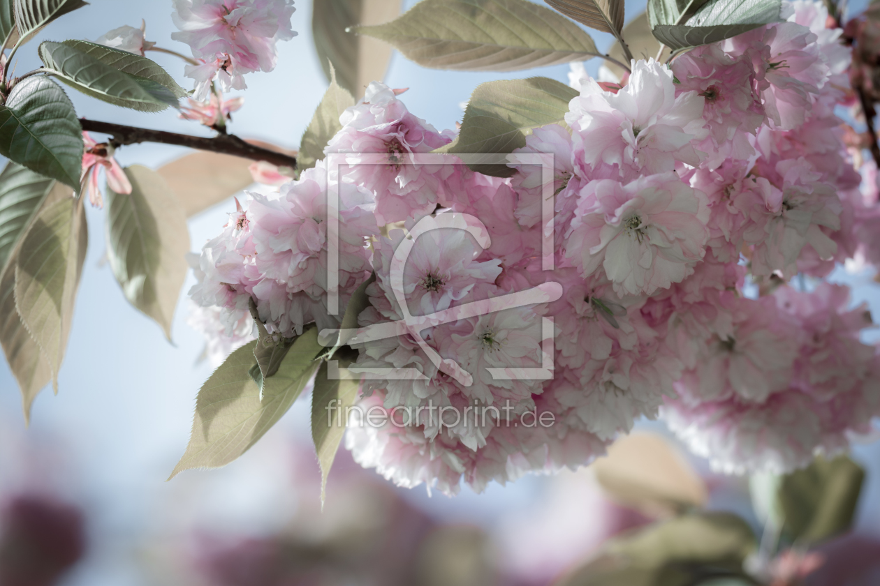 Bild-Nr.: 11501370 Kirschblüte erstellt von Richard-Young