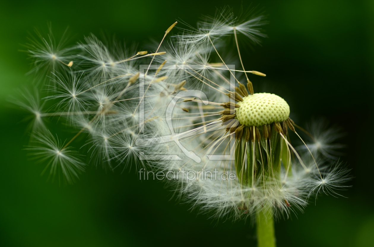 Bild-Nr.: 11501450 Pusteblume erstellt von Ostfriese