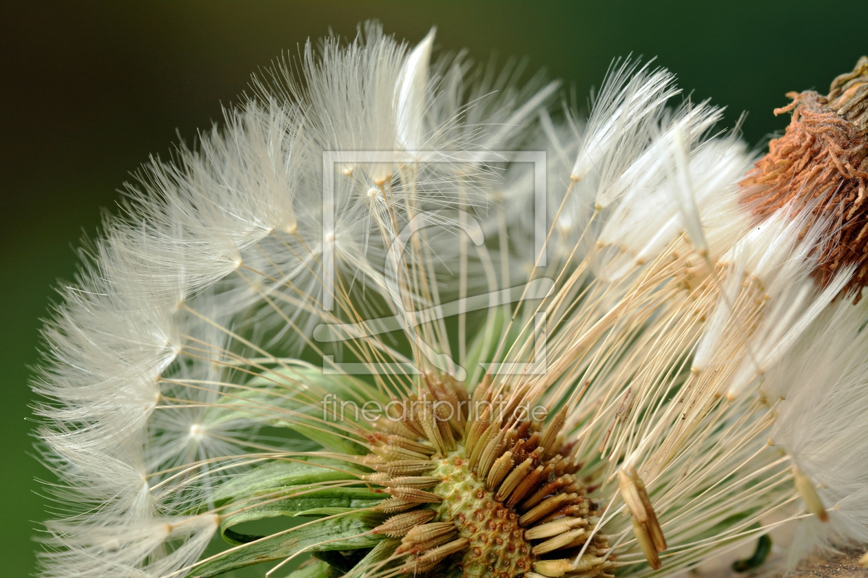 Bild-Nr.: 11501537 Die Pusteblumensamenträger erstellt von Ostfriese