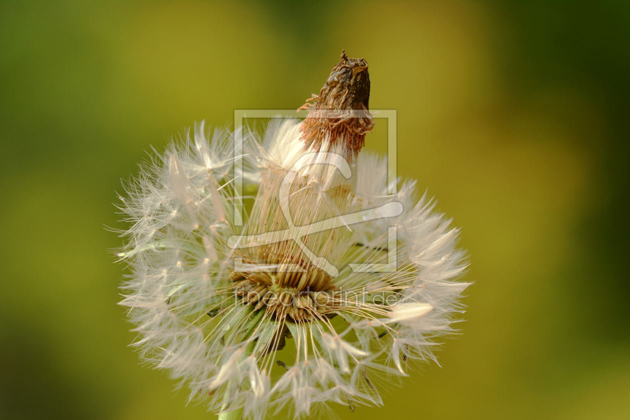 Bild-Nr.: 11501575 Pusteblume mit Häubchen erstellt von Ostfriese