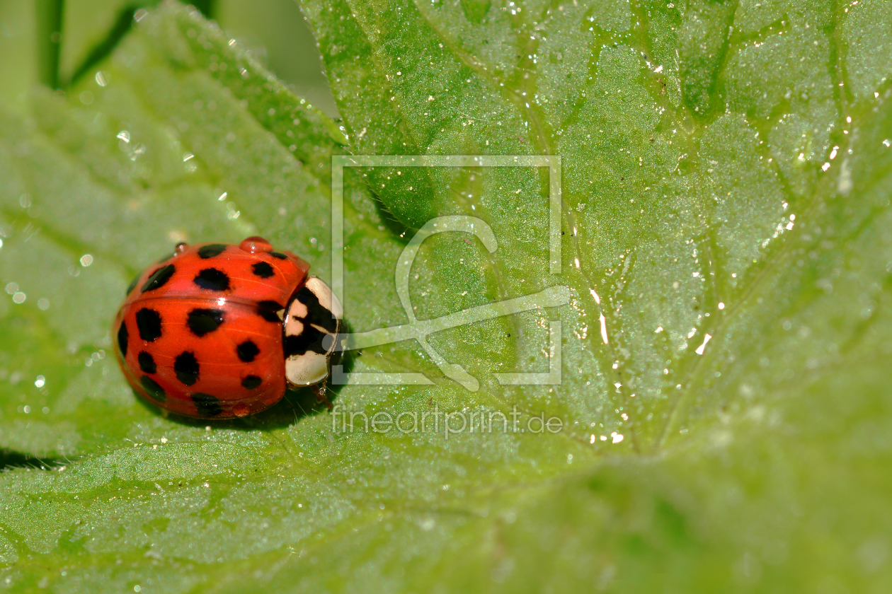 Bild-Nr.: 11501629 Asiatische  Marienkäfer erstellt von Ostfriese