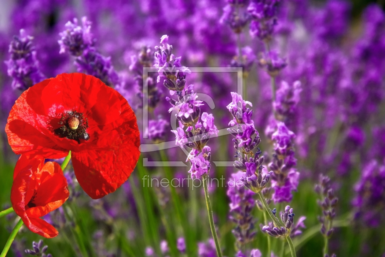 Bild-Nr.: 11501661 Lavendel und Mohn erstellt von Ina  Penning