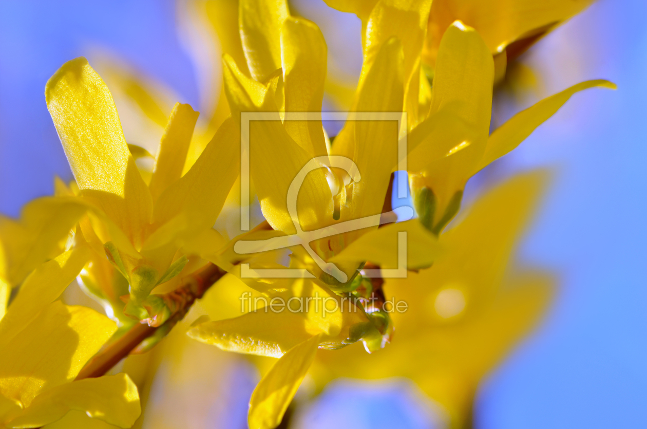 Bild-Nr.: 11501707 Frühling erstellt von Atteloi