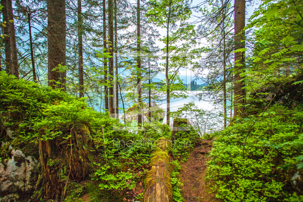 Bild-Nr.: 11501899 Zauberwald am Hintersee erstellt von wompus