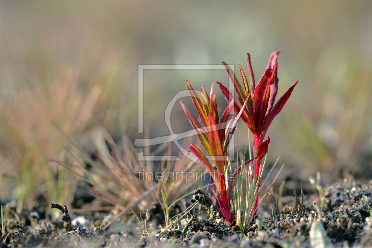 Bild-Nr.: 11501930 Der Frühling ist angekommen erstellt von Ostfriese