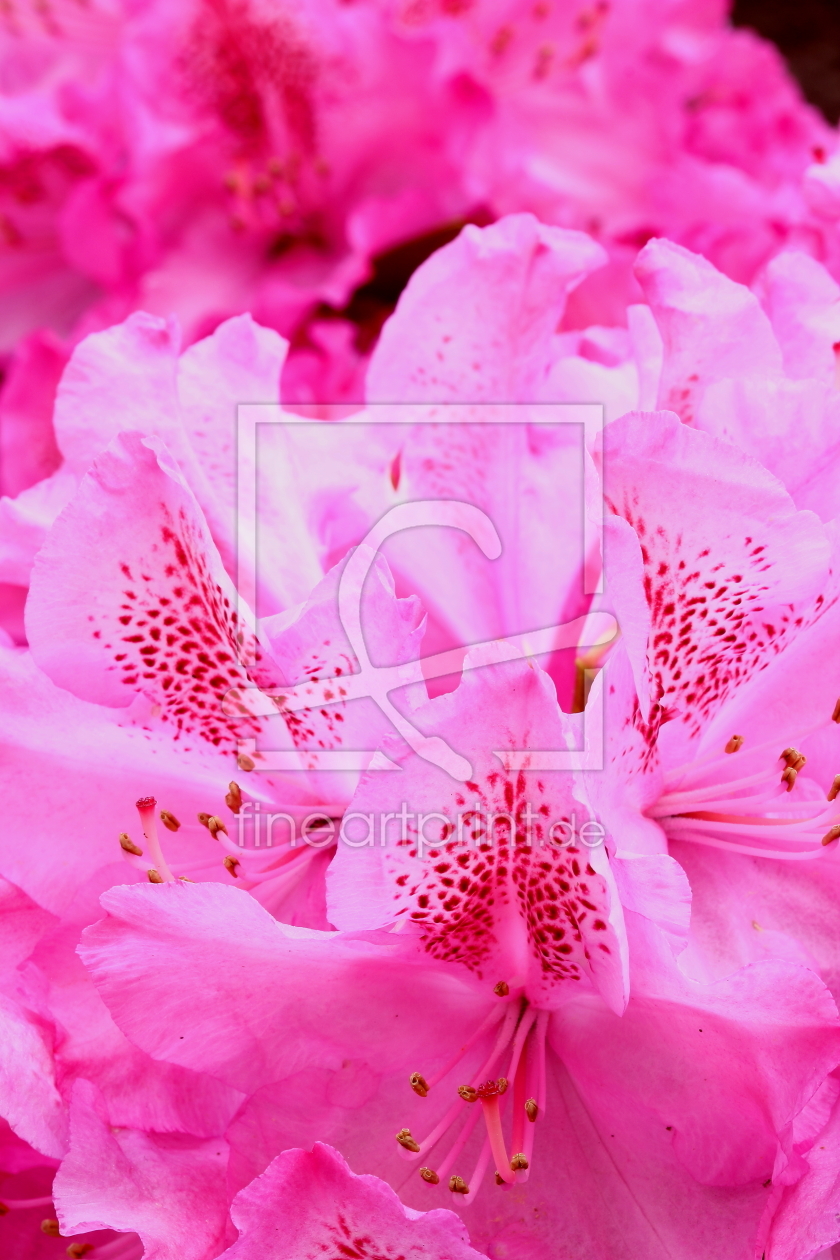 Bild-Nr.: 11501935 Rhododendron erstellt von KundenNr-272456