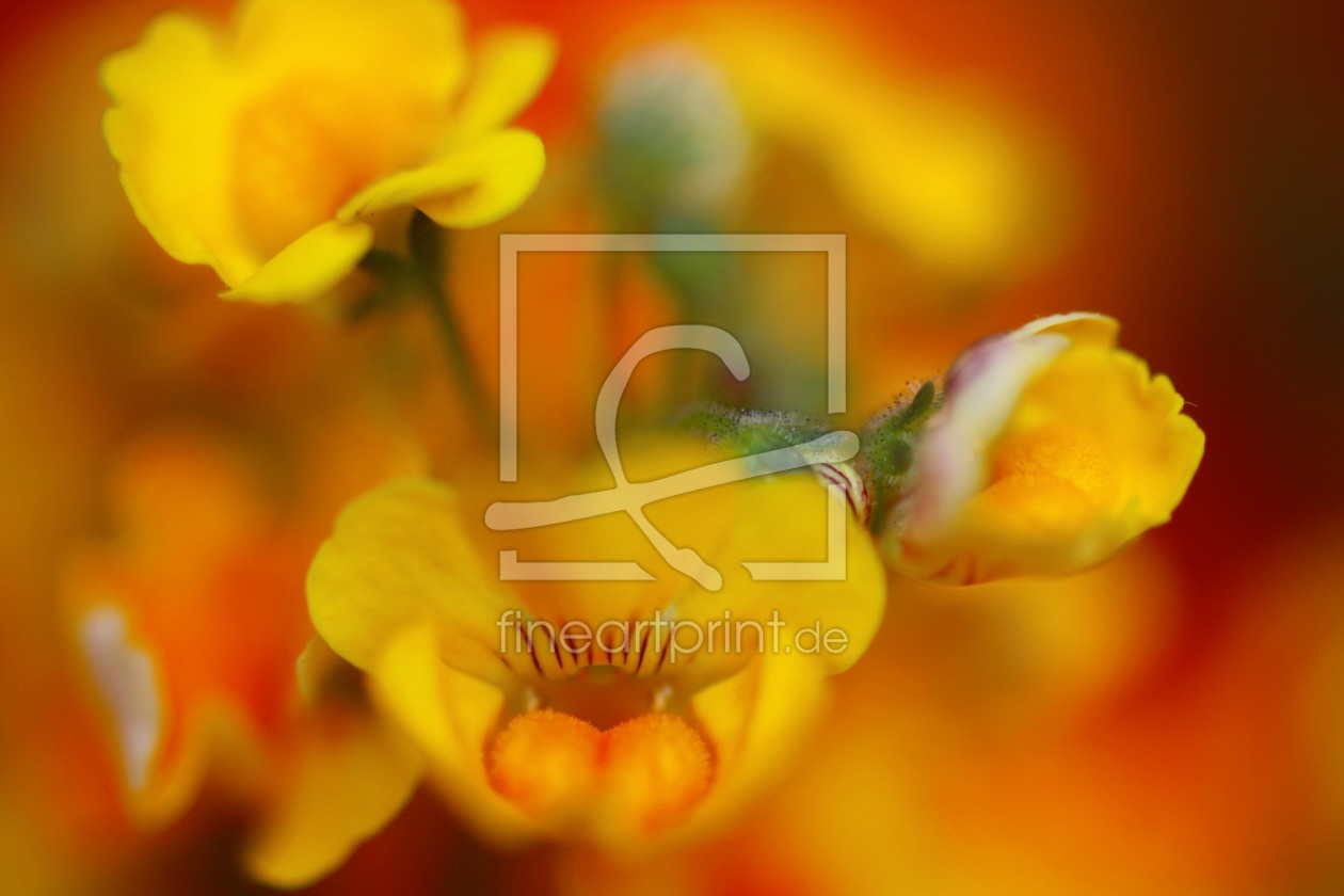Bild-Nr.: 11502024 Elfenspiegel - Nemesia Bild-Nr.: 11502024 Elfenspiegel - Nemesia erstellt von Saskia1981