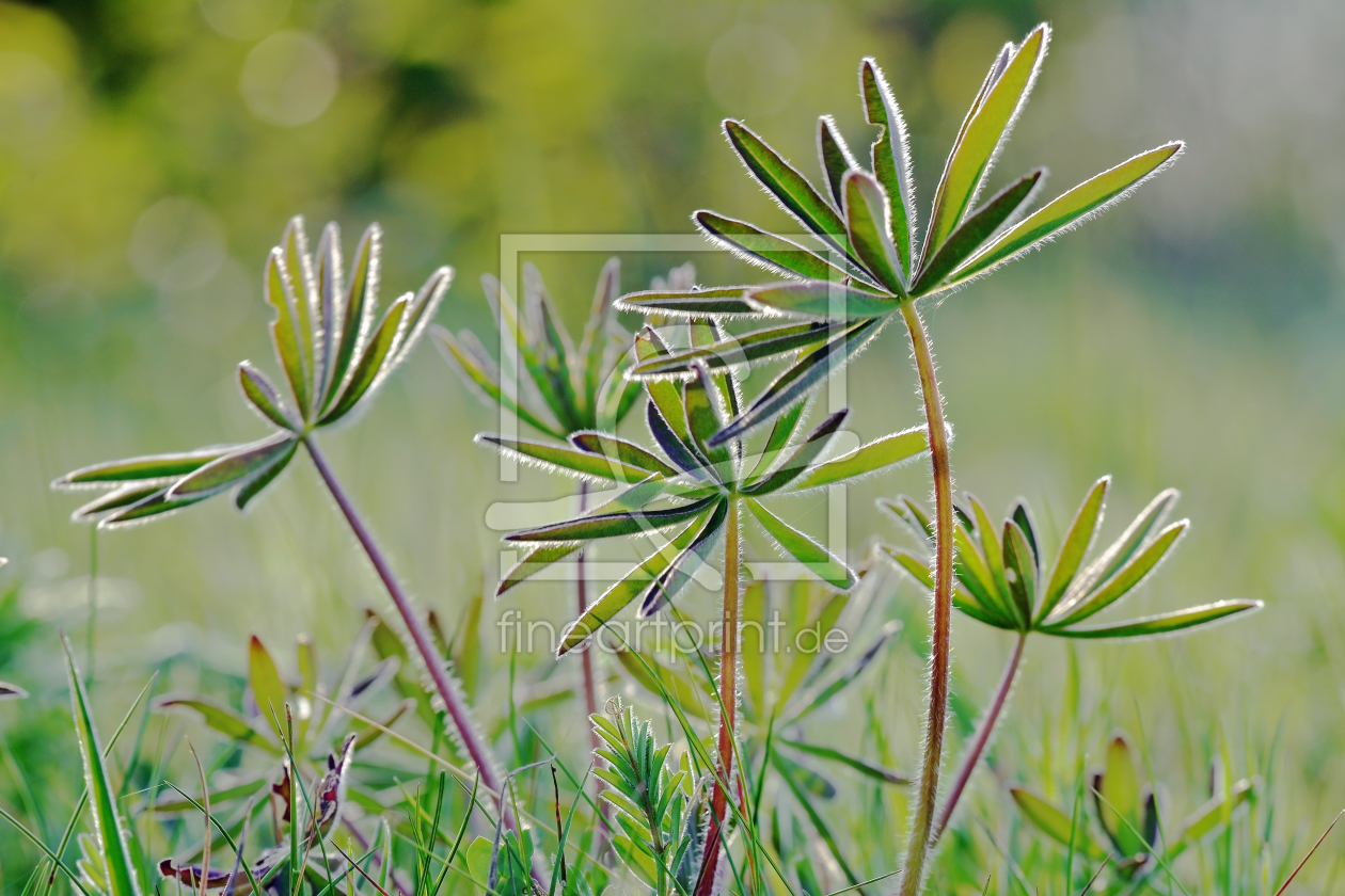 Bild-Nr.: 11502029 Wiesenblumen erstellt von Ostfriese