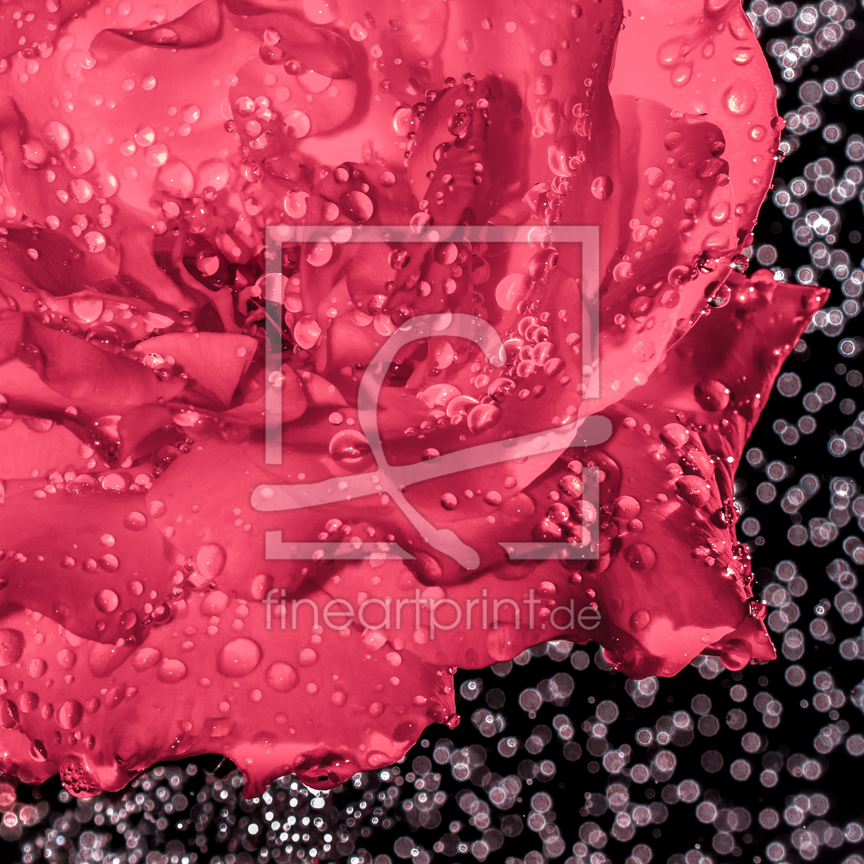 Bild-Nr.: 11502358 Rose rose erstellt von Richard-Young