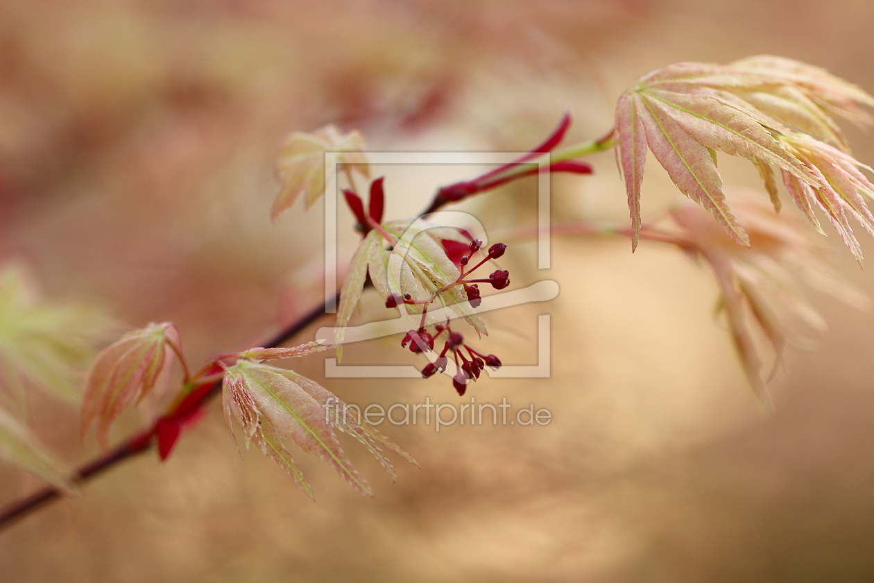 Bild-Nr.: 11502430 Fächer-Ahorn Acer palmatum Orange Dream erstellt von Renate Knapp