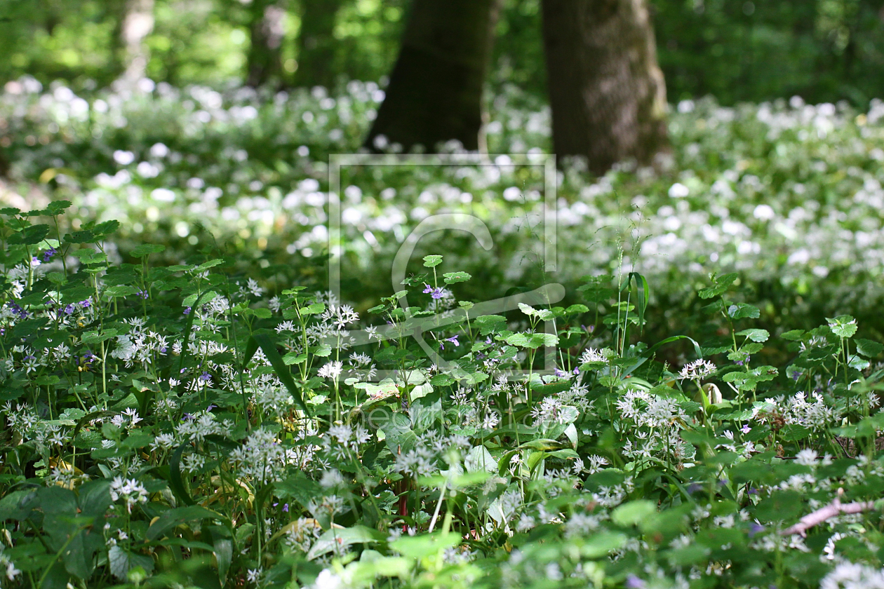 Bild-Nr.: 11502438 Bärlauch Allium ursinum erstellt von Renate Knapp