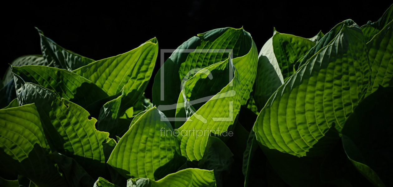 Bild-Nr.: 11503118 Leaves erstellt von youhaveadream