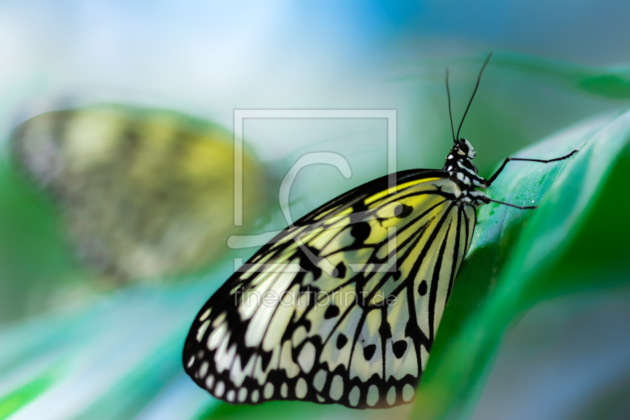 Bild-Nr.: 11503397 ghost & butterfly erstellt von Richard-Young