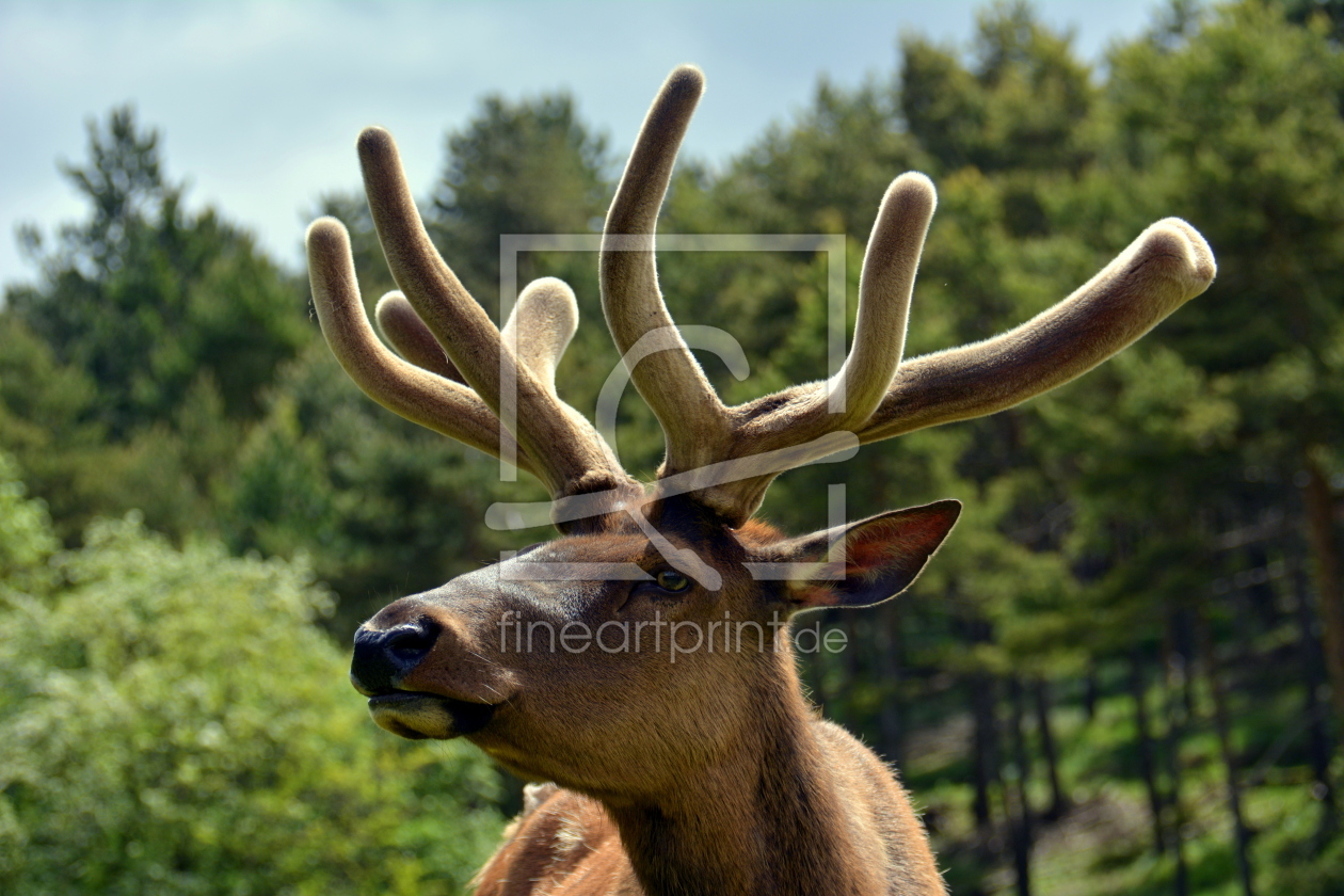 Bild-Nr.: 11503621 Wapiti erstellt von GUGIGEI