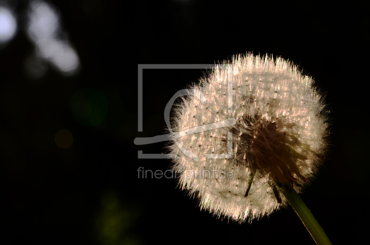 Bild-Nr.: 11503672 Pusteblume erstellt von Ostfriese