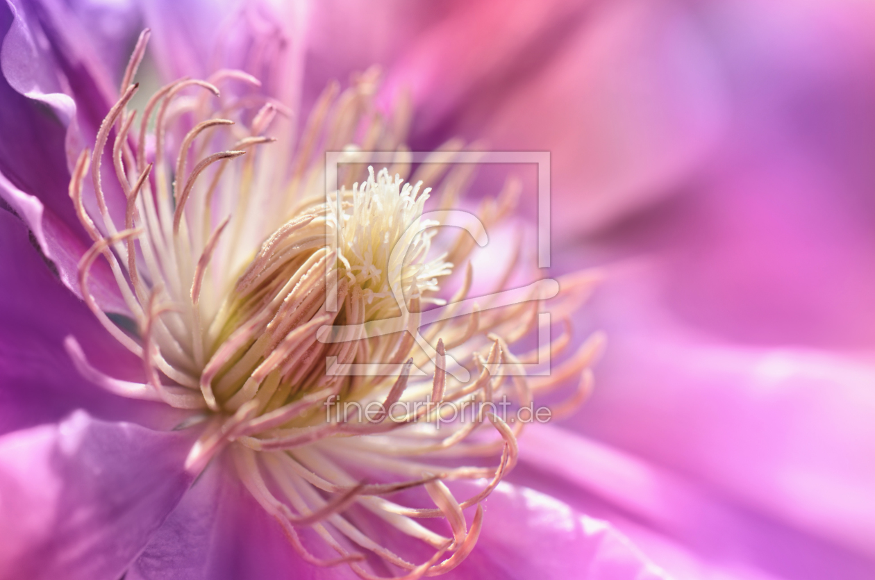 Bild-Nr.: 11503725 Clematis erstellt von Atteloi