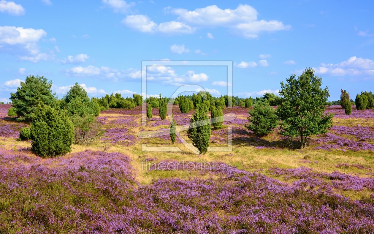 Bild-Nr.: 11504538 Heideblüte in der Lüneburger Heide erstellt von Gisela Scheffbuch