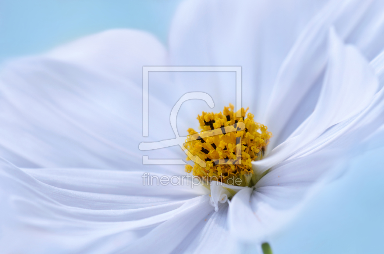 Bild-Nr.: 11504539 Cosmea erstellt von Atteloi