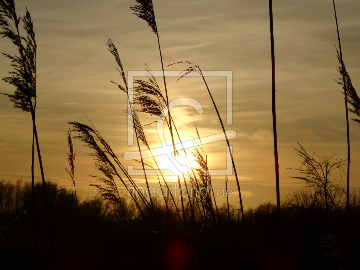 Bild-Nr.: 11504706 Binsen in der Abendsonne erstellt von SchmusisPhotoStore
