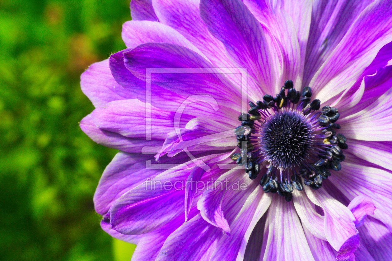 Bild-Nr.: 11504888 Anemone erstellt von Saskia1981