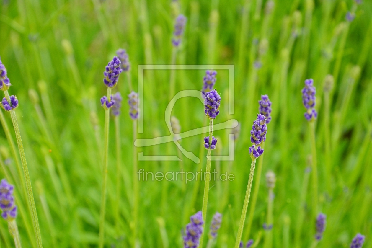 Bild-Nr.: 11505059 Lavendel erstellt von MarMIa